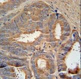 AZGP1 / ZAG Antibody (aa5-32)