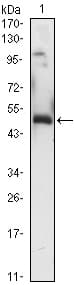 ZIF268 / EGR1 Antibody (clone 8A6)