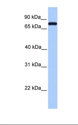 Complement C2 Antibody (aa201-250)