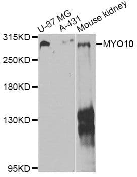 MYO10 / Myosin-X Antibody