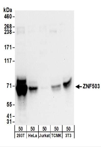 ZNF503 Antibody (aa150-200)