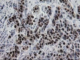 HSPBP1 Antibody (clone OTI1F3)