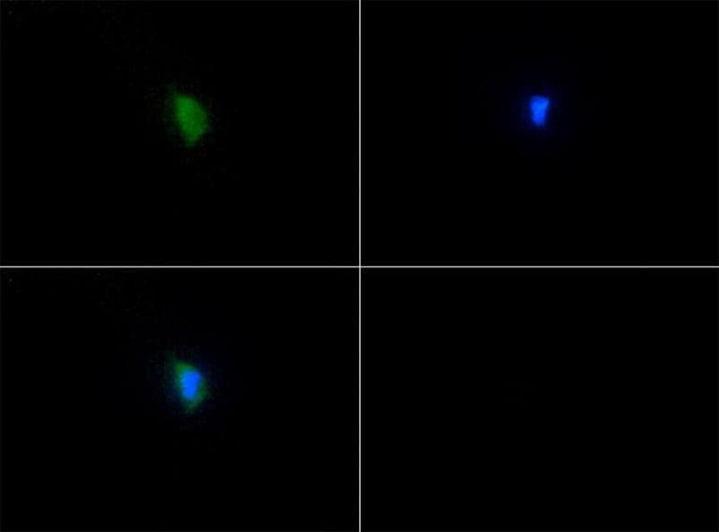 IHC-plus™ SERF2 Antibody