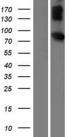 LMLN Protein (Over-Expression Lysate Myc-DDK (Flag))