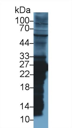 GSTM2 Antibody (aa1-218, APC)