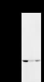 DNMT3B Antibody (clone 2280C3a)