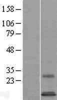 SYS1 Protein (Over-Expression Lysate Myc-DDK (Flag))