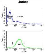 TAF1D Antibody (aa62-90)