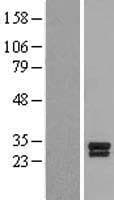 BDNF Protein (Over-Expression Lysate Myc-DDK (Flag))