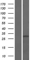 GLT1D1 Protein (Over-Expression Lysate Myc-DDK (Flag))