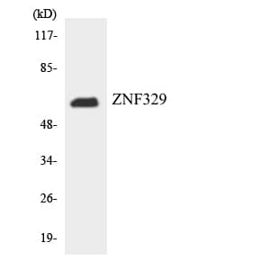 Polyclonal Rabbit anti-Human ZNF329 Antibody (aa74-123, WB)