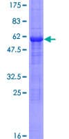 Human STX2 / Syntaxin 2 Protein (Recombinant GST)