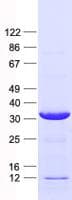 Human SPATA4 Protein (Recombinant His, N-Terminal)