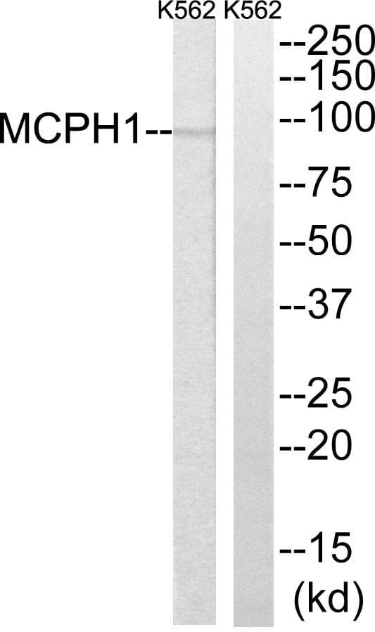 MCPH1 Antibody