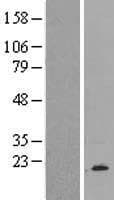 Brain Protein 44 / BRP44 (Over-Expression Lysate Myc-DDK (Flag))