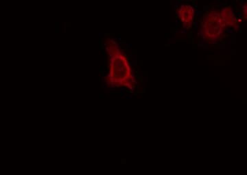 GPRC5C Antibody