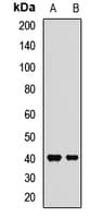 IHC-plus™ FCGRT / FCRN Antibody