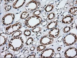 GORASP1 / GRASP65 Antibody (clone OTI5C5)