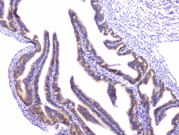 RAB11B Antibody