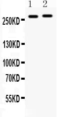 MUC3B Antibody