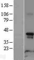 RAPSN Protein (Over-Expression Lysate Myc-DDK (Flag))
