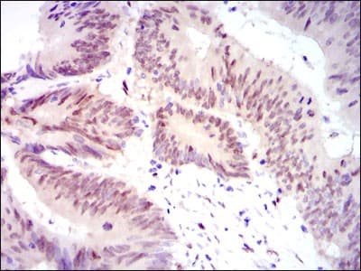 YAP / YAP1 Antibody (clone 1A12)