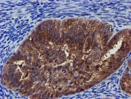 PYCRL Antibody (clone OTI3E1, Carrier-free)