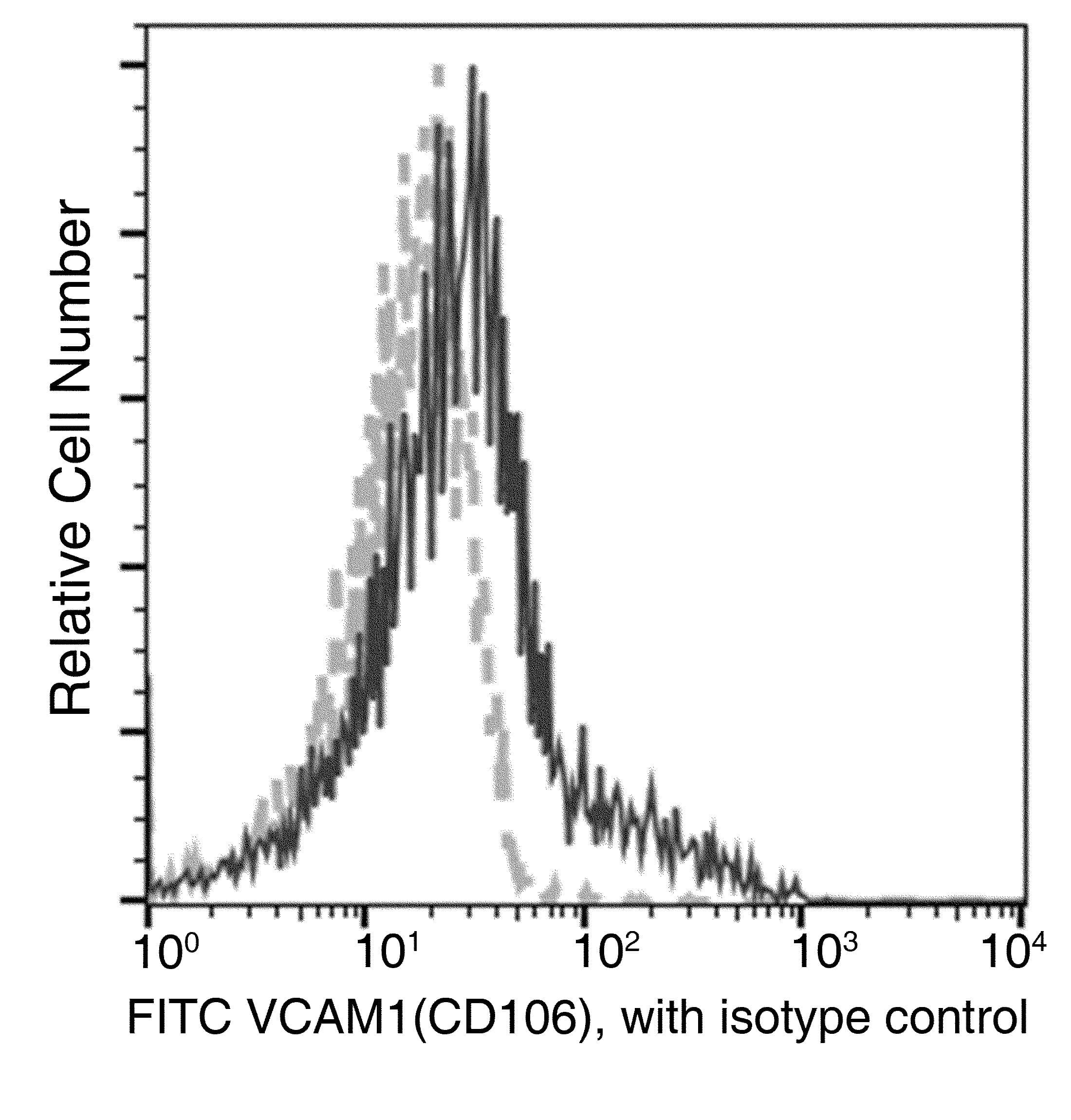 VCAM1 / CD106 Antibody (clone 049, FITC)