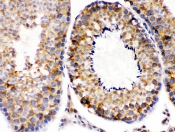 DIABLO / SMAC Antibody