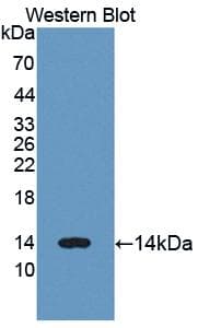 LYZ / Lysozyme Antibody (aa24-144)