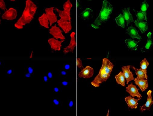 Monoclonal Mouse anti-Human ALDH1L1 Antibody (clone UMAB43, IHC, IF, WB)