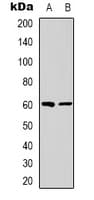 NRBP1 / NRBP Antibody (Internal)