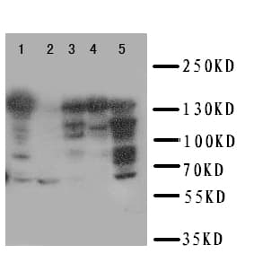 RFC1 / RFC Antibody (aa46-64)