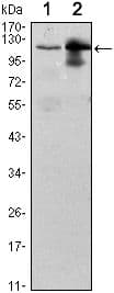 UBE1L / UBA7 Antibody (clone 5B10)