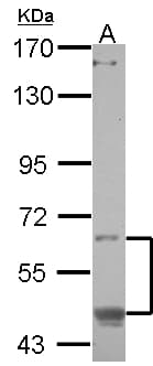 Polyclonal Rabbit anti-Human OASIS / CREB3L1 Antibody (WB)