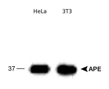 APEX1 / APE1 Antibody (Biotin)