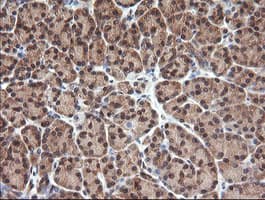 NDOR1 Antibody (clone OTI1E3)