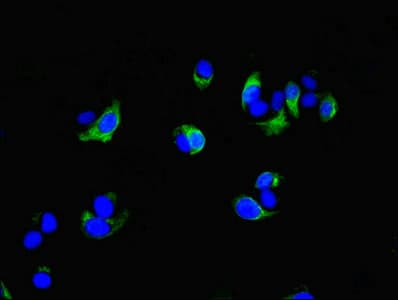 COG4 Antibody