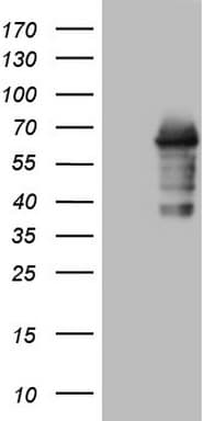 ZNF286A Antibody (aa1-252, clone OTI7H4)