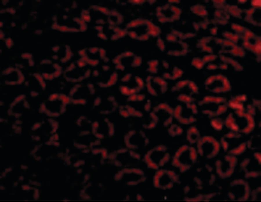 Polyclonal Rabbit anti-Human NPHS1 / Nephrin Antibody (IHC, IF, WB)