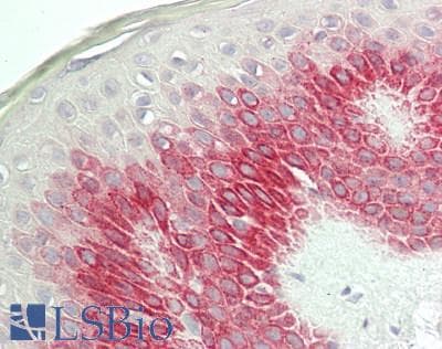 IHC-plus™ Polyclonal Rabbit anti-Human MC4R / Melanocortin 4 Receptor Antibody (C-Terminus, IHC, WB)