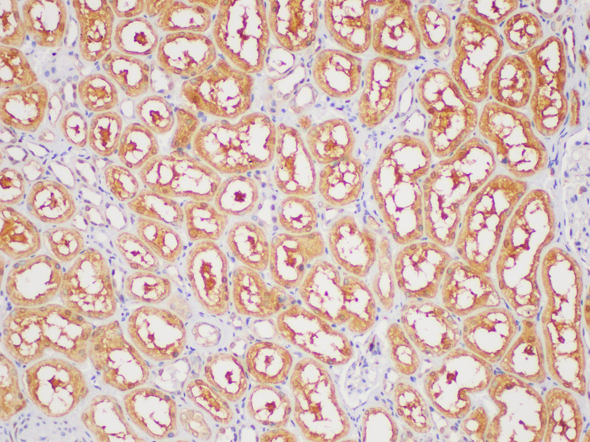 GAPDH Antibody