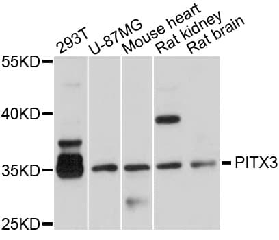 PITX3 Antibody