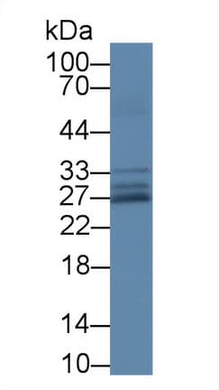SOD3 Antibody