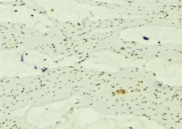 MAP1LC3A / LC3A Antibody
