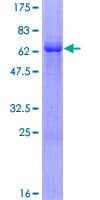 Human CHF1 / HEY2 Protein (Recombinant GST)