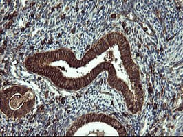 IHC-plus™ CD45 / LCA Antibody (clone 4C11)