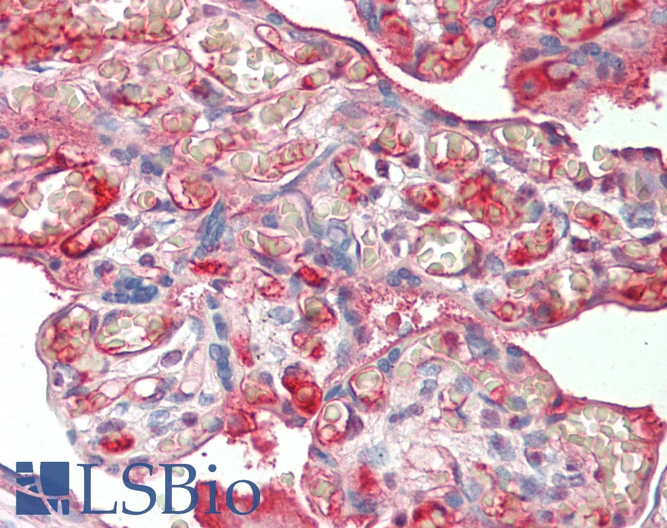 IHC-plus™ ALB / Serum Albumin Antibody (FITC)