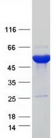 Human ETNPPL / AGXT2L1 Protein (Recombinant Myc-DDK (Flag))