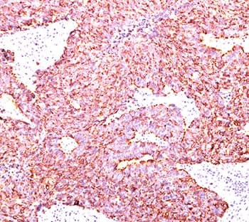 CHGA / Chromogranin A Antibody (clone PHE5, Azide-free, BSA-free)